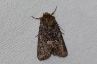 Oligia latruncula