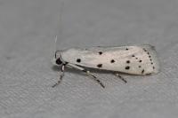Myelois circumvoluta