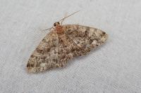 Parectropis similaria