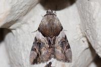 Catocala fulminea
