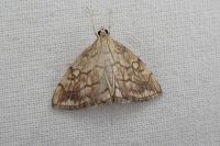 Evergestis pallidata