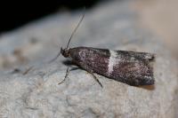 Elegia similella/atrifasciella