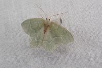 Hemithea aestivaria