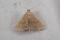 Herminia tarsicrinalis