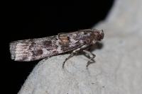 Dioryctria