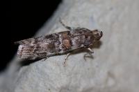 Dioryctria