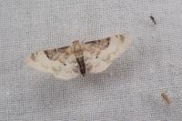 Idaea filicata