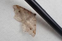 Macaria alternata
