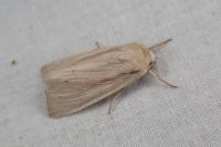 Mythimna straminea