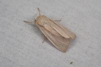 Mythimna straminea