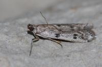 Phycitodes binaevella