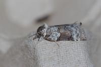 Nycteola siculana