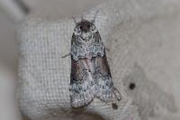 Nycteola siculana
