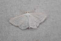 Scopula caricaria