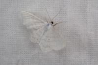 Scopula caricaria