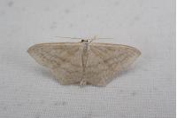 Scopula nigropunctata