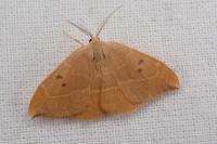 Watsonalla binaria