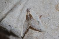 Cilix glaucata