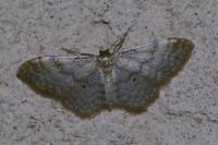 Idaea fuscovenosa