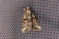 Cryphia algae/pallida/ochsi