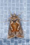Macdunnoughia confusa