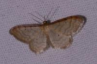 Idaea humiliata