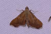 Endotricha flammealis