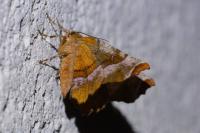 Selenia tetralunaria