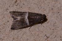 Elegia similella/atrifasciella