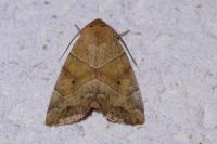 Cosmia trapezina