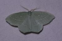 Hemistola chrysoprasaria