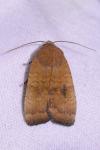 Noctua interjecta