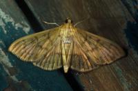 Patania ruralis