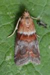 Acrobasis repandana