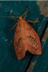 Miltochrista miniata