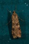 Nomophila noctuella