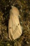 Spilarctia lutea