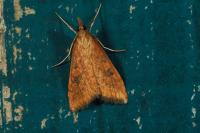 Udea ferrugalis