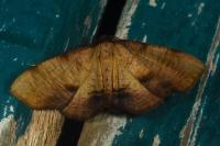 Plagodis dolabraria
