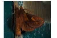 Euthrix potatoria