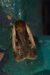 Ochropleura plecta
