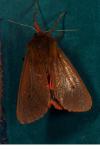 Phragmatobia fuliginosa