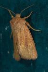 Denticucullus pygmina