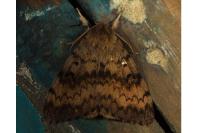 Lymantria dispar