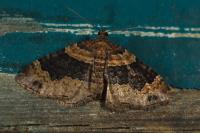 Xanthorhoe spadicearia/ferrugata