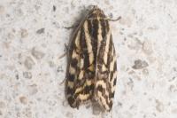 Emmelia trabealis