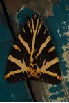 Euplagia quadripunctaria