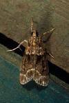 Eudonia mercurella