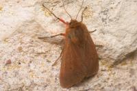 Phragmatobia fuliginosa