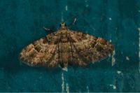 Gymnoscelis rufifasciata